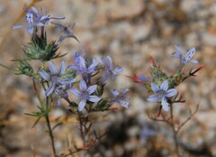 Eriastrum eremicum eremicum