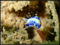 Hypselodoris infucata