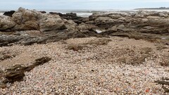 Austromactra rufescens