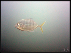 Caranginae