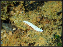 Dermatobranchus semistriatus