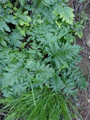 Polypodium californicum
