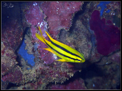 Neoglyphidodon nigroris