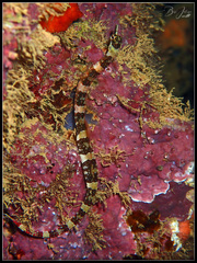 Corythoichthys amplexus