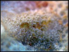 Phestilla lugubris