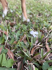 Viola floridana