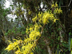 Cyrtochilum pardinum
