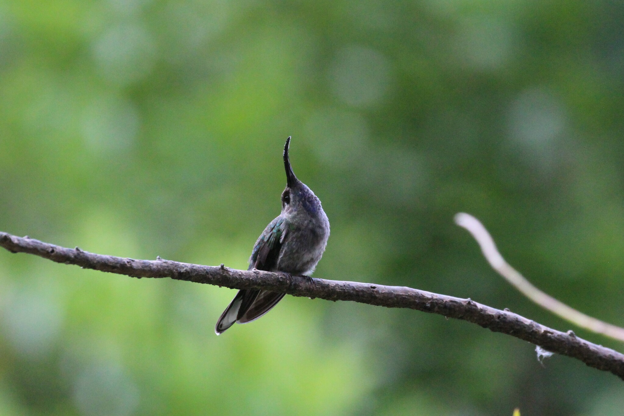 Violet Sabrewing illustration
