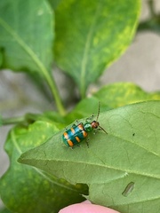 Diabrotica speciosa