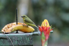 Euphonia