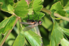 Macquartia grisea