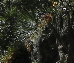 Hesperoyucca whipplei