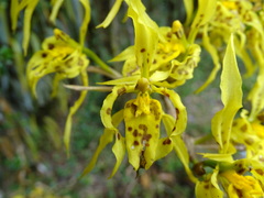 Cyrtochilum pardinum