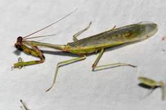 Parastagmatoptera