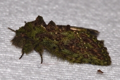Disphragis