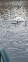 Phalacrocorax carbo