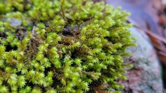 Hedwigia ciliata