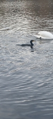 Phalacrocorax carbo