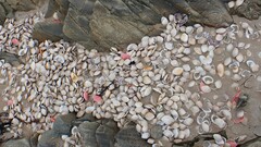 Austromactra rufescens