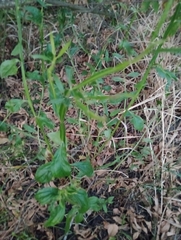 Baccharis phyteumoides