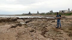 Austromactra rufescens