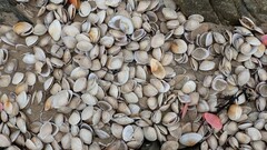 Austromactra rufescens