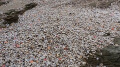 Austromactra rufescens