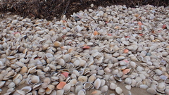 Austromactra rufescens