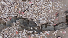 Austromactra rufescens