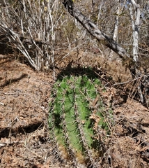 Ferocactus herrerae