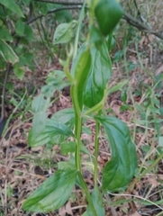 Baccharis phyteumoides