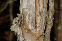 Melaleuca nodosa