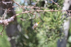 Leiothlypis virginiae