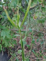 Baccharis phyteumoides