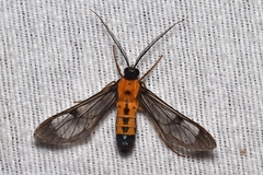 Sarosa notata