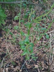 Baccharis phyteumoides