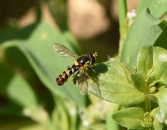 Sphaerophoria rueppellii