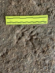 Didelphis virginiana