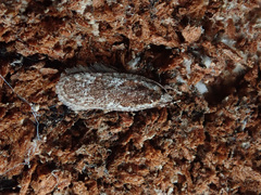 Agonopterix hypericella