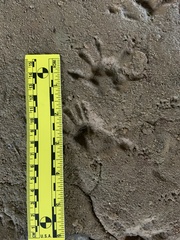 Didelphis virginiana