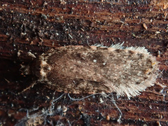 Agonopterix heracliana