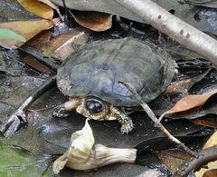 Rhinoclemmys funerea