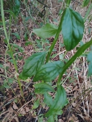 Baccharis phyteumoides