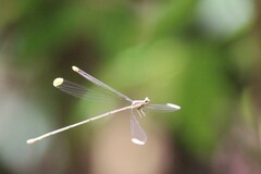 Mecistogaster ornata