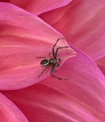 Australomisidia pilula