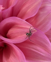 Australomisidia pilula