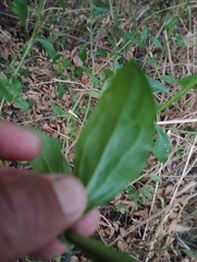 Baccharis phyteumoides