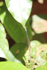 Mecistogaster ornata