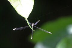 Mecistogaster ornata