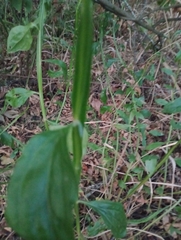 Baccharis phyteumoides